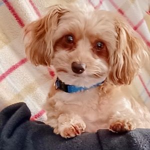 Meet your Posher, Victoria